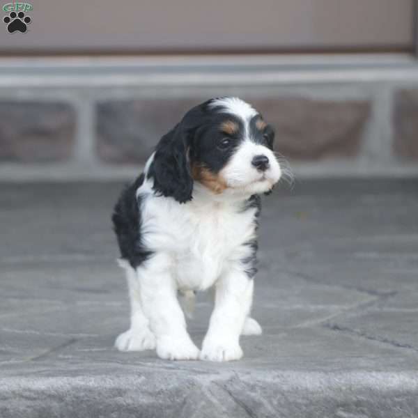 Harvey, Cavapoo Puppy